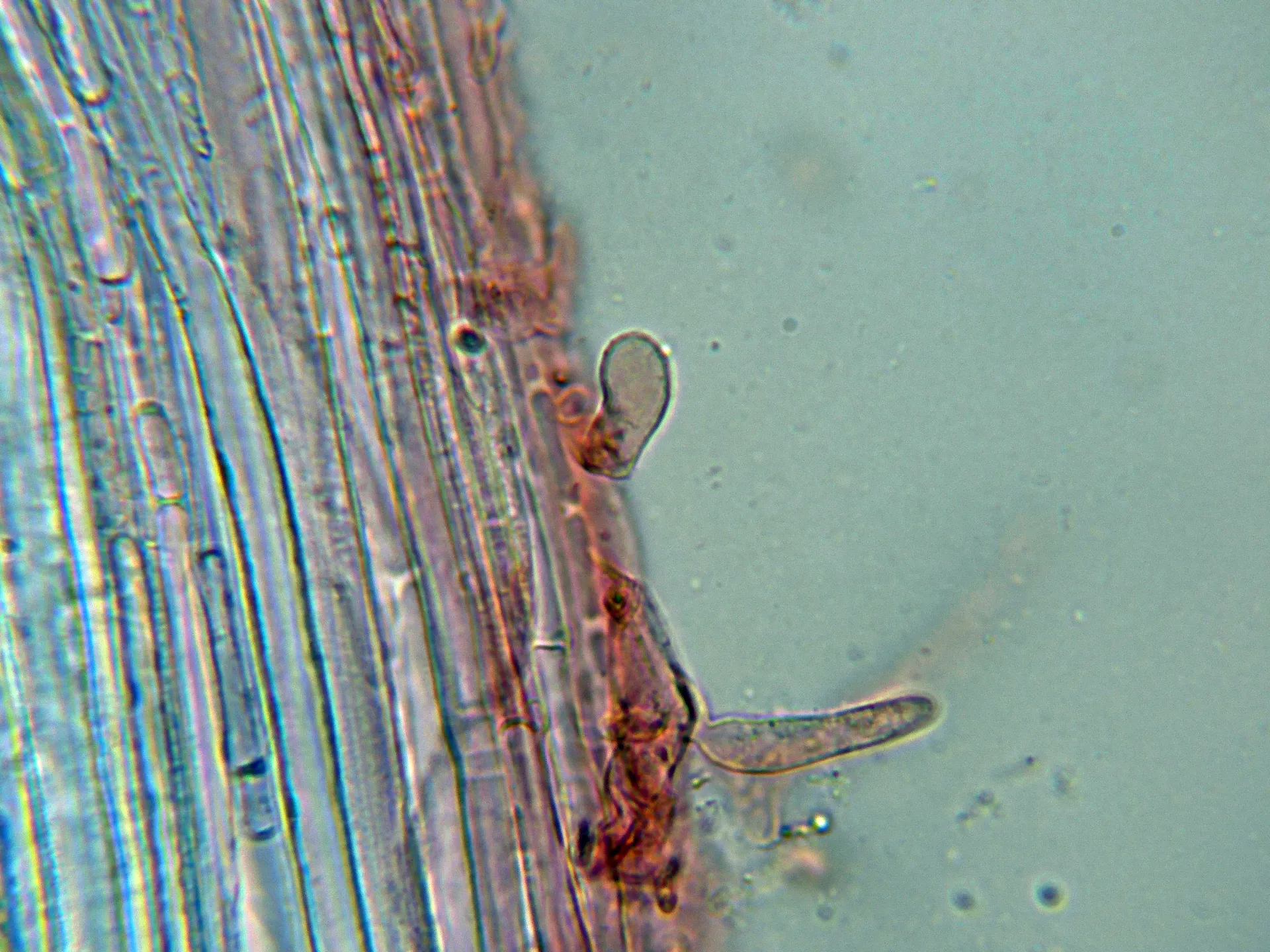 Microscopía de Mycena floridula - 10 - Caulos-007